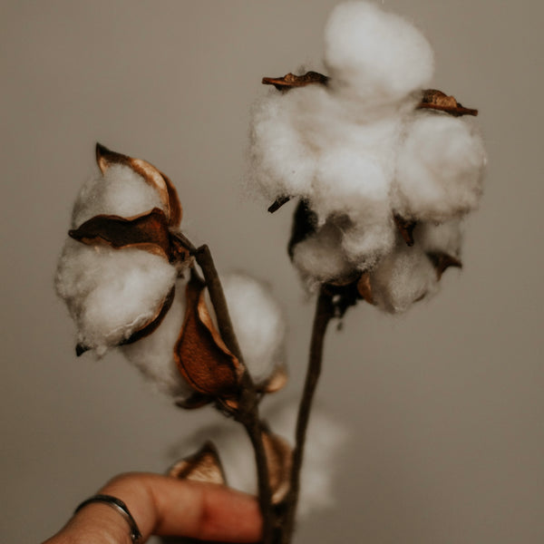 The Sustainable Benefits of Using Organic Cotton